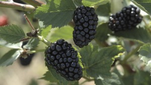 When to Trellis Your Blackberry Plants