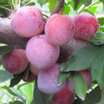 Plum Bumper Crop