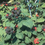 Black Raspberry Plant