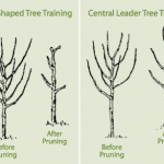 Pruning Forms