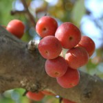 Crabapples Crabapples