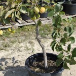 Container Persimmon Tree