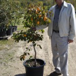 Potted Persimmon Tree Persimmon Tree in a Container
