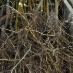 Bare-Root Tree Roots