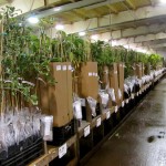 EZ Start Potted Trees