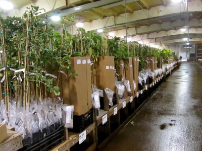 EZ Start Potted Trees