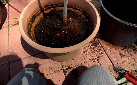 Repotting a persimmon tree