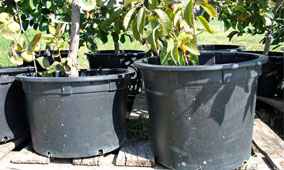 Growing Fruit Trees in Containers, Part 2