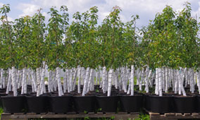Growing Fruit Trees in Containers, Part 1