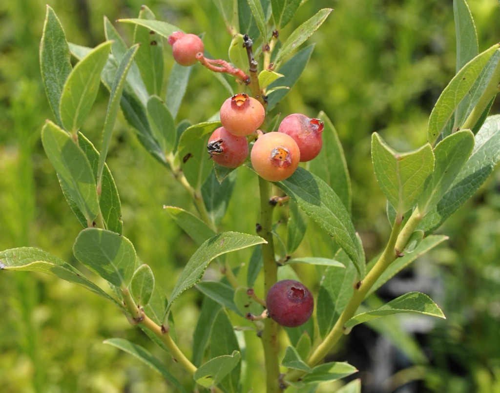 Pink Lemonade Bluberries