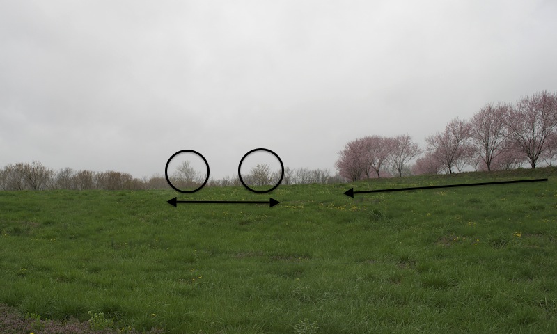 Peach Trees Planted on Flat Land Compared to Slope Peach Trees Planted on Flat Land Compared to Slope