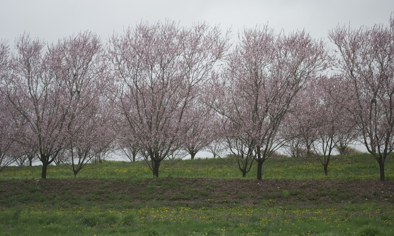 Peach Trees Planted on a Slope With a Berm Peach Trees Planted on a Slope With a Berm