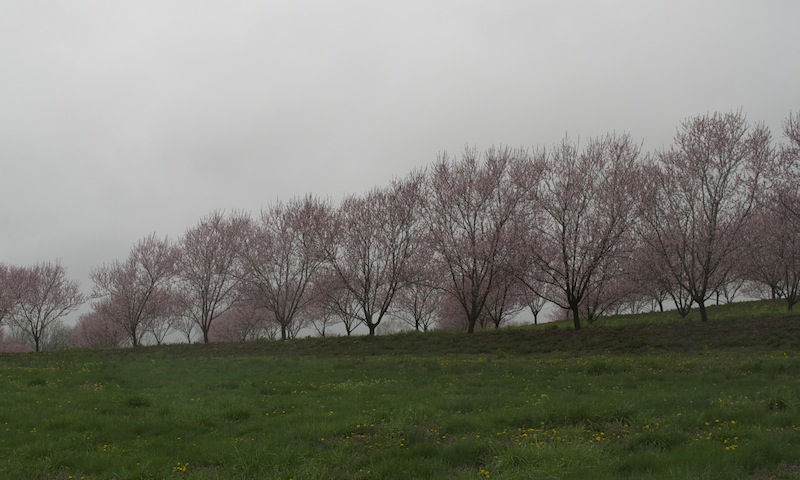 Peach Trees Planted on a Slope Peach Trees Planted on a Slope