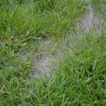 Standing Water During Rain
