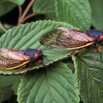 Eastern Cicada Eastern Cicada