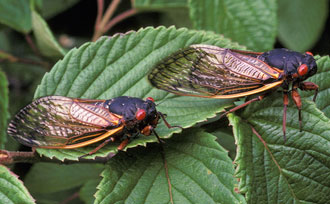 Cicadas on leaf
