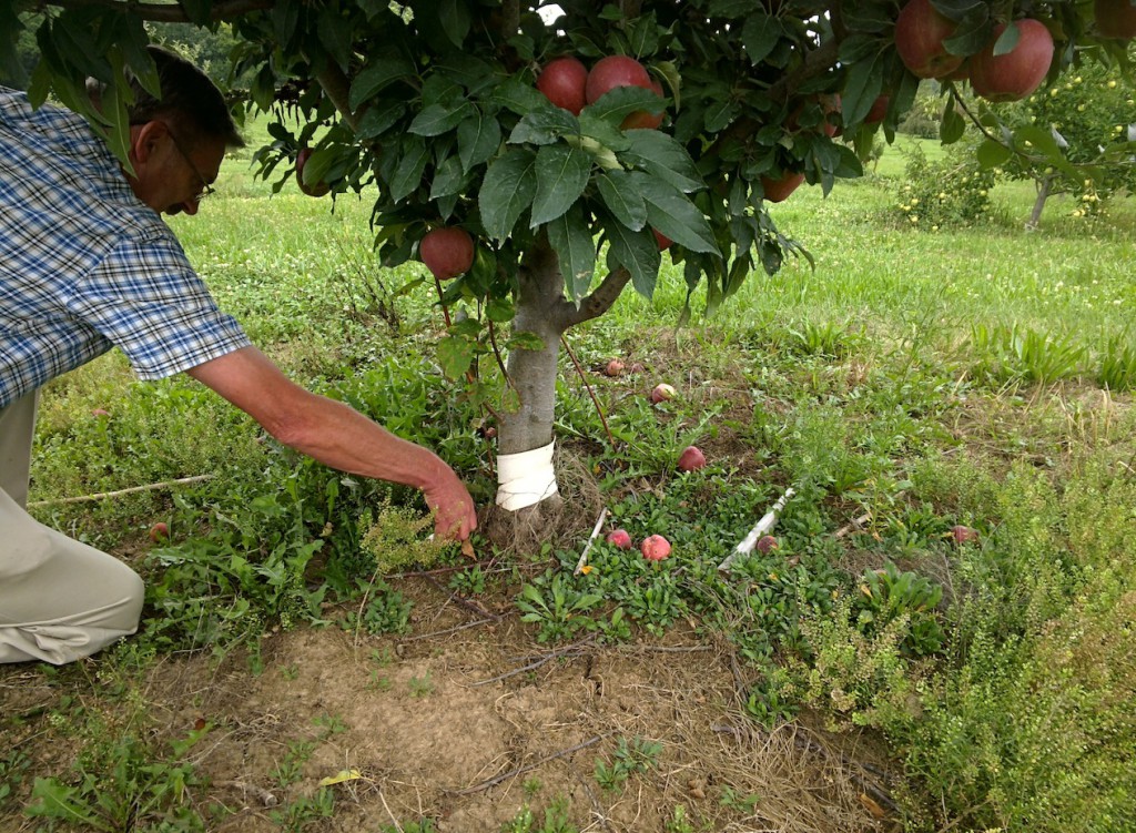 Pruning to Remove Apple Tree Suckers
