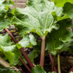 Rhubarb Plants via Andrea Meyers Rhubarb Plants via Andrea Meyers