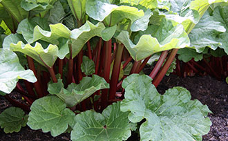 Rhubarb Plants