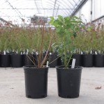 Small Gallon Blueberry Plants Small Gallon Blueberry Plants