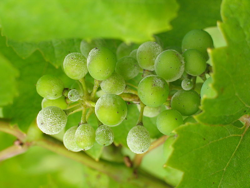 Powdery Mildew on Grapes Powdery Mildew on Grapes