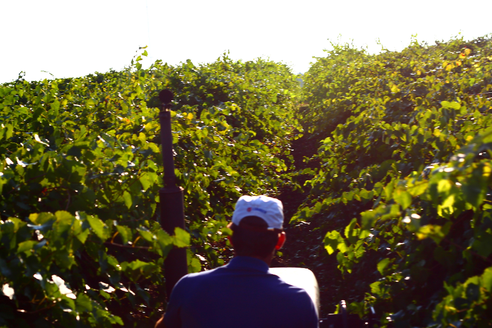 Muscadine Vineyard Muscadine Vineyard