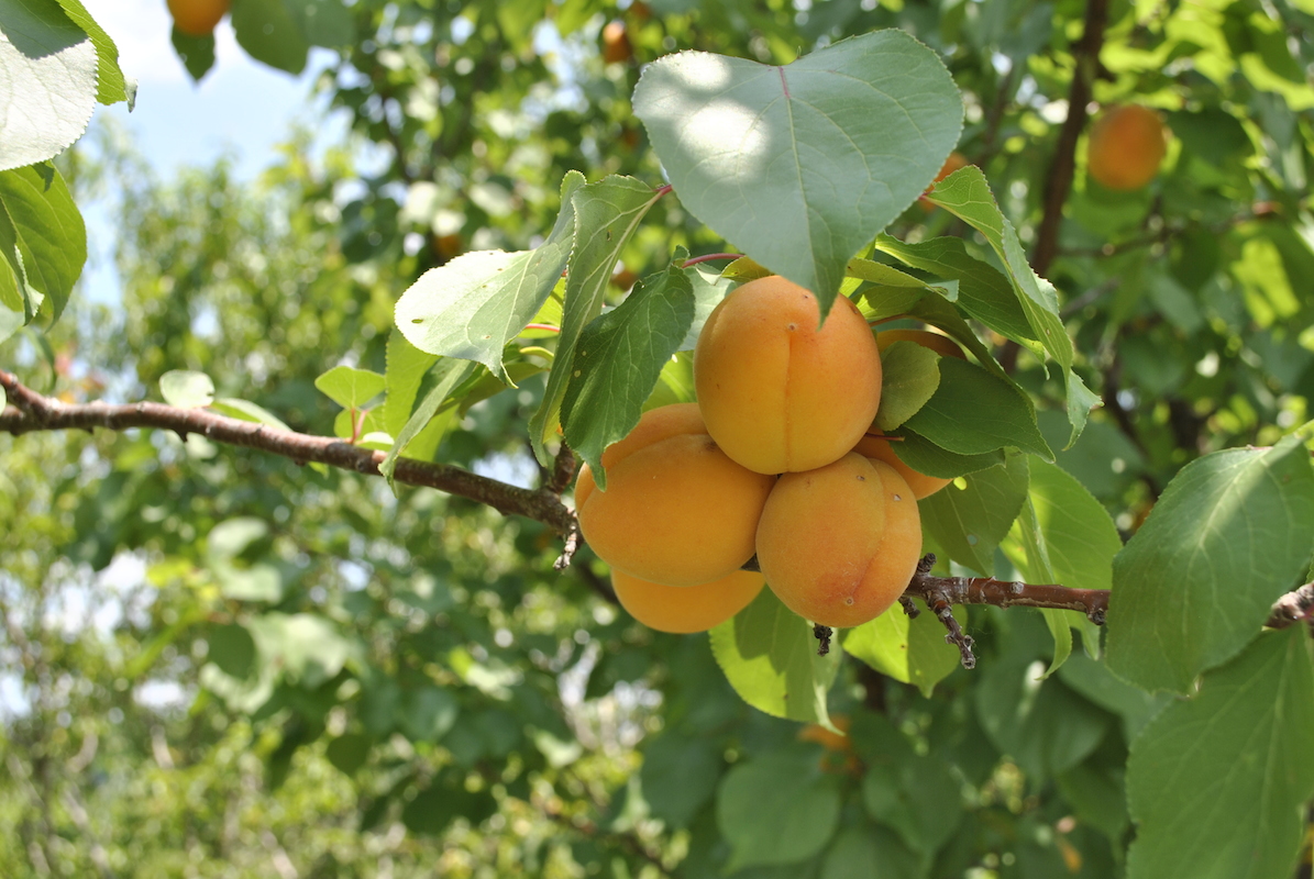 Stark Picks Easy to Grow Fruit Trees Stark Bro�s