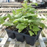 Greenhouse Loganberry Plants Loganberry Plants Growing in Greenhouse