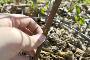 Scratch Test Berry Plant (After) Green Wood