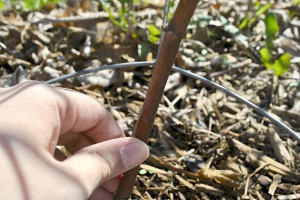 Scratch Test Berry Plant (Before)