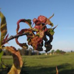 Peach Leaf Curl on Peach Leaves