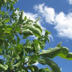 Apple Leaves & New Fruit Apple Leaves & New Fruit
