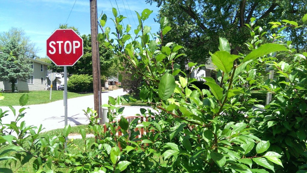Summer Pruned Plum Tree