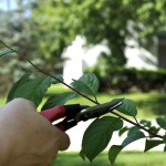 Summer Pruning a Plum Tree Summer Pruning a Plum Tree