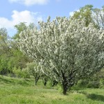 Blooming Apple Tree