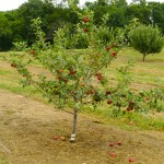 Jonagold Apple Tree