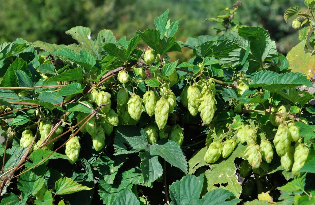 Cascade Hops via Shutterstock