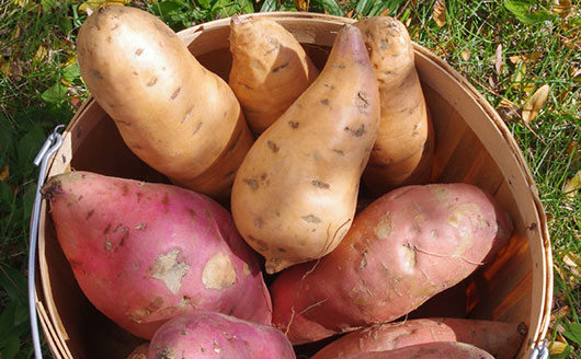 potatoes