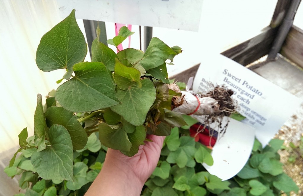 Sweet Potato Plant Bundle