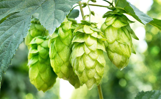 Hops