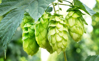 Hops