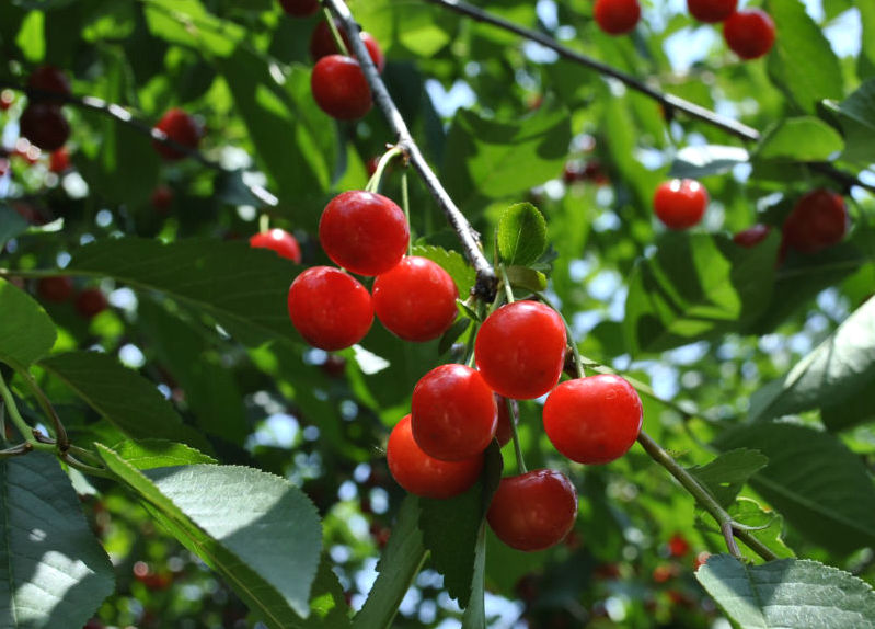 cherry tree yield estimated yield for fruit trees stark bro s cherry tree yield estimated yield for fruit trees stark bro s