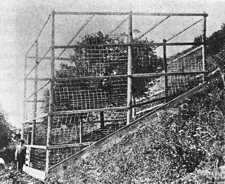 Original Red delicious tree covered with cage