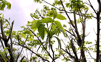 Pecan Tree Leaves