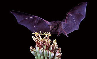 Bat landing on a plant
