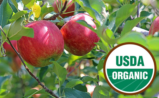 Apples on tree