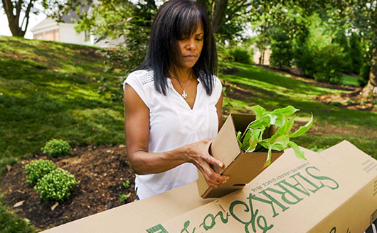 Lady unboxing plant