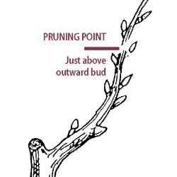 Pruning point
