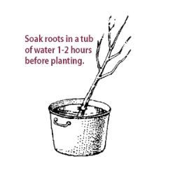 Soaking the roots
