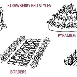 Various Strawberry Beds